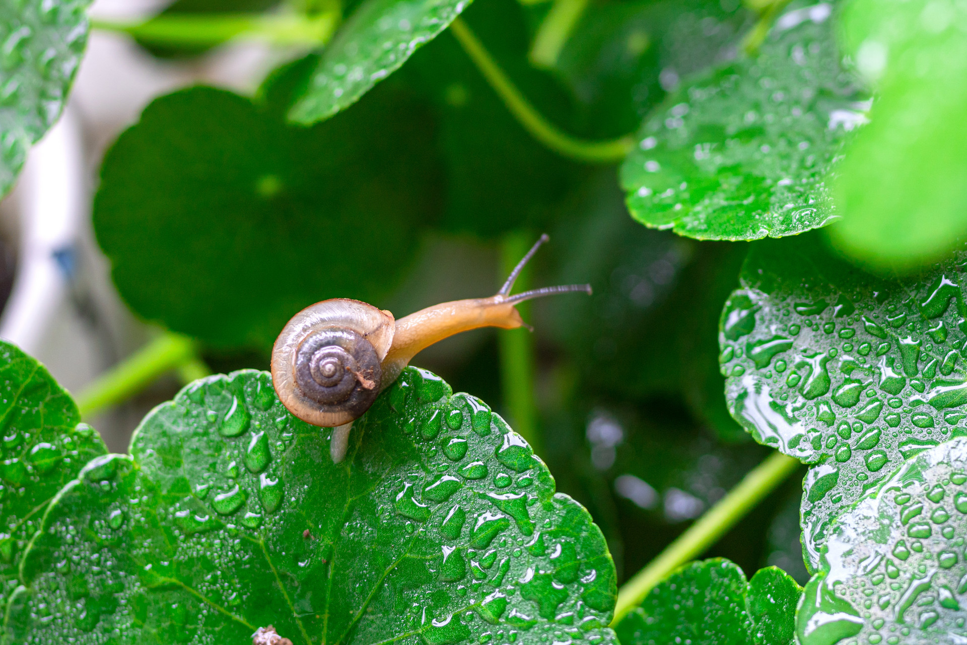 摄图网_501589427_banner_下雨天蜗牛（企业商用）.jpg