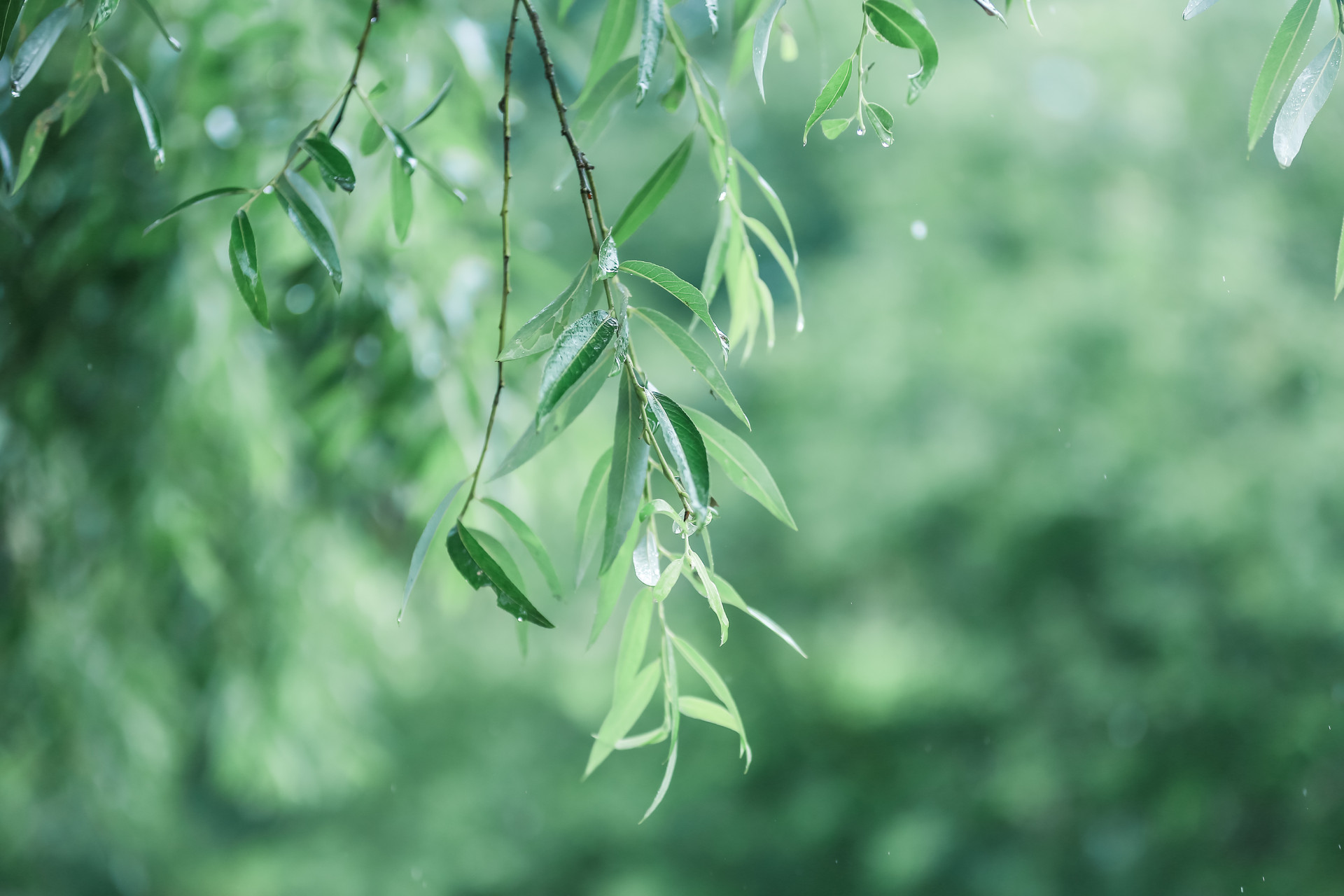 摄图网_500562429_banner_雨季中的树叶（企业商用）.jpg